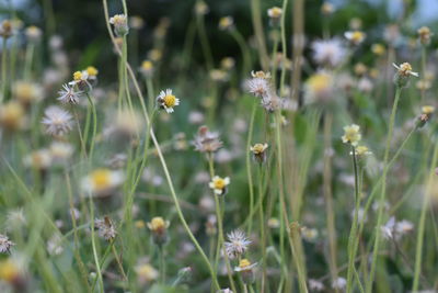 Close-up of insect on flower