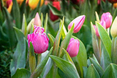 Close-up of pink flowering plant