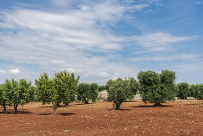 Trees growing on field against sky