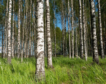 Birch trees growing in forest