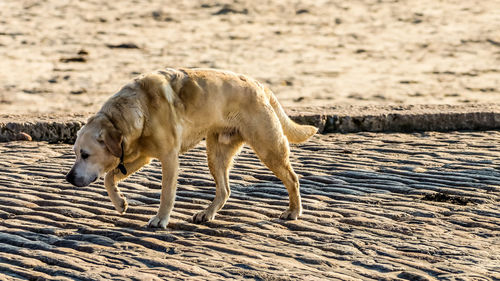 Side view of dog on beach