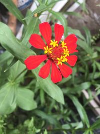 Close-up of red flower