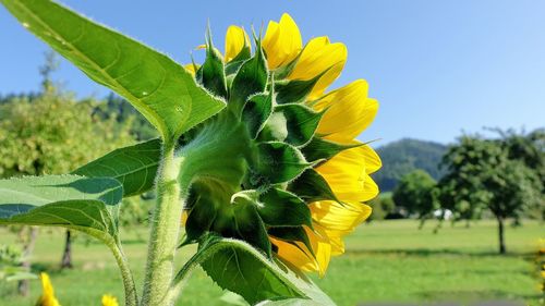 Close-up of sunflower on field against sky