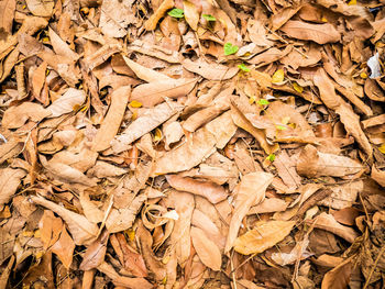 Full frame shot of dried autumn leaves on land