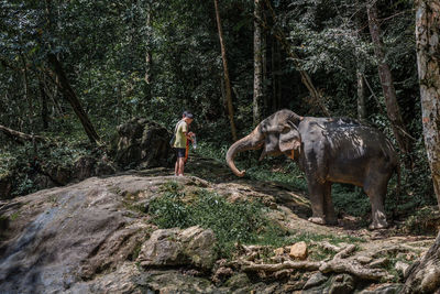 Side view of horse standing on rock in forest