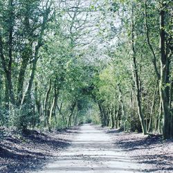 Footpath amidst trees in forest