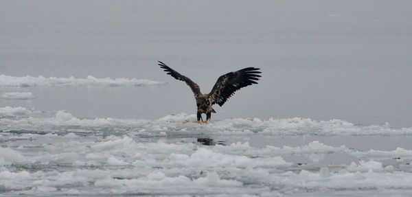 Bird flying over snow covered landscape