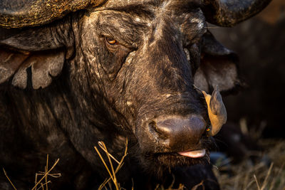 Close-up of cow