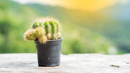 Close-up of succulent plant on table