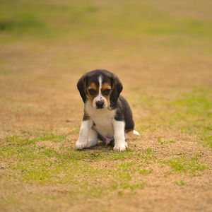 Dog running on field