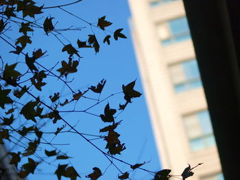 Low angle view of tree against sky