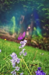 Close-up of butterfly on pink flower