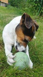 Close-up of dog on grassy field