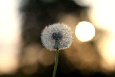 Close-up of dandelion against blurred background