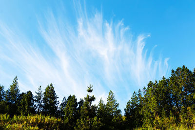 Low angle view of trees against sky