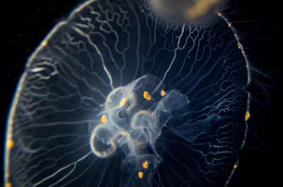 Close-up of jellyfish