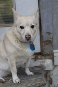 White dog sitting on steps