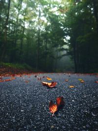 Close-up of orange leaves on road in forest