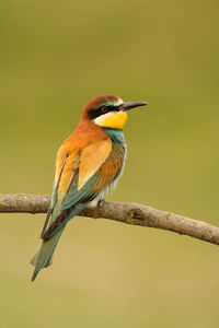 Close-up of bird perching on branch