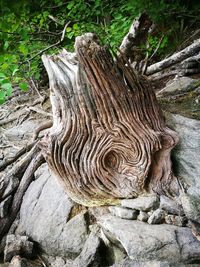 Close-up of driftwood on tree stump in forest