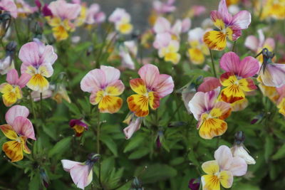 Close-up of pink flowering plants