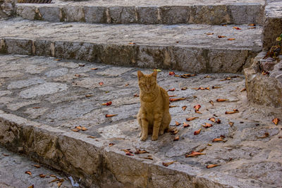 Cat sitting on wall