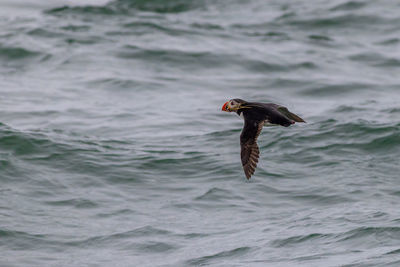 Bird swimming in sea