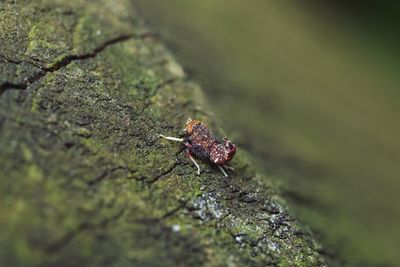 Close-up of insect on rock