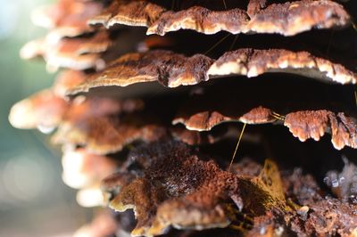 Close-up of leaves against blurred background