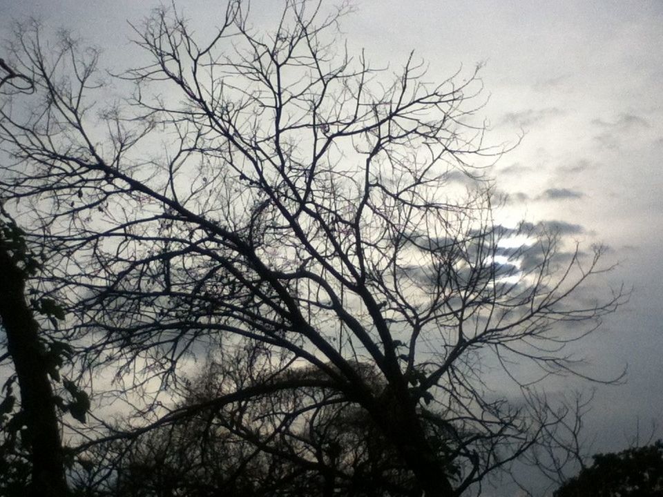 bare tree, branch, tree, low angle view, silhouette, sky, tranquility, nature, beauty in nature, scenics, cloud - sky, tranquil scene, dusk, outdoors, tree trunk, no people, growth, day, cloudy, cloud