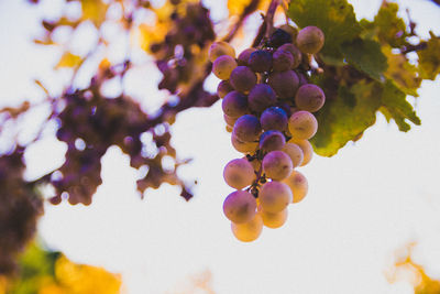 Low angle view of grapes growing on tree