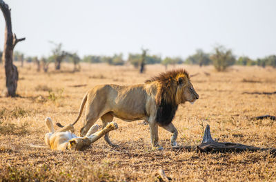 Mating lions...don't leave me this way