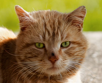 Close-up portrait of cat