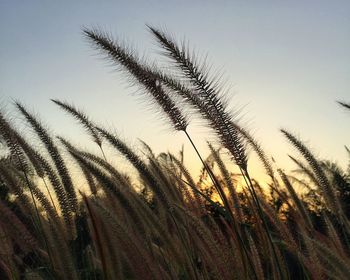 Close-up of grass against clear sky