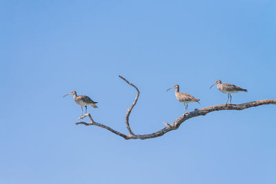 3 eurasian curlews bird standing on the branch of the tree with blue sky background at libong island