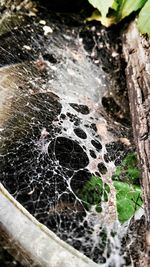 Close-up of an animal