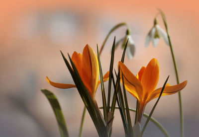 Close-up of orange flowers blooming against sky during sunset