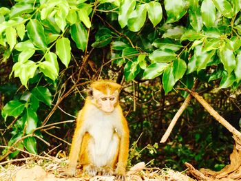 Close-up of monkey sitting outdoors