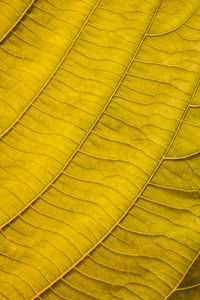 Close-up of yellow leaf during autumn