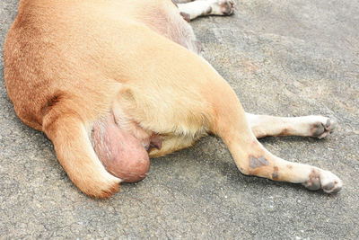 High angle view of dog sleeping