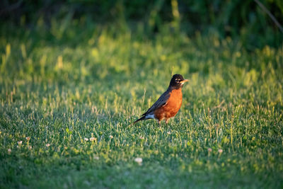 Bird perching on a field