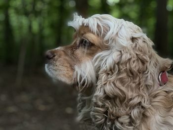 Close-up of dog looking away