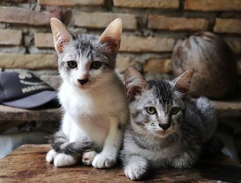 Portrait of cats relaxing