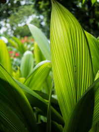 Close-up of palm leaves