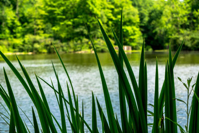 Close-up of plants against calm lake