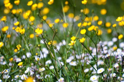 Close-up of yellow flowering plants on field