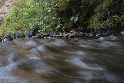 River flowing through rocks in forest