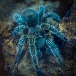 Close-up of spider