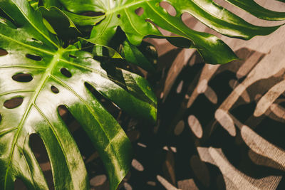 High angle view of succulent plant
