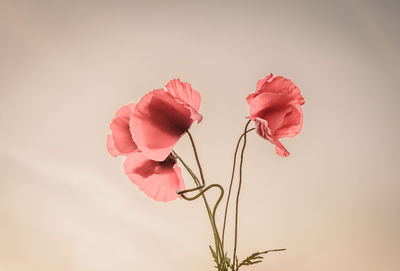 Close-up of pink flowers blooming outdoors